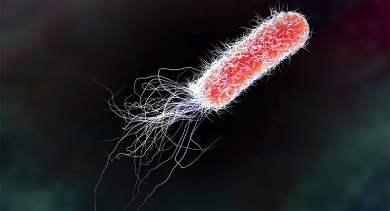 ESCHERICHIA COLI
