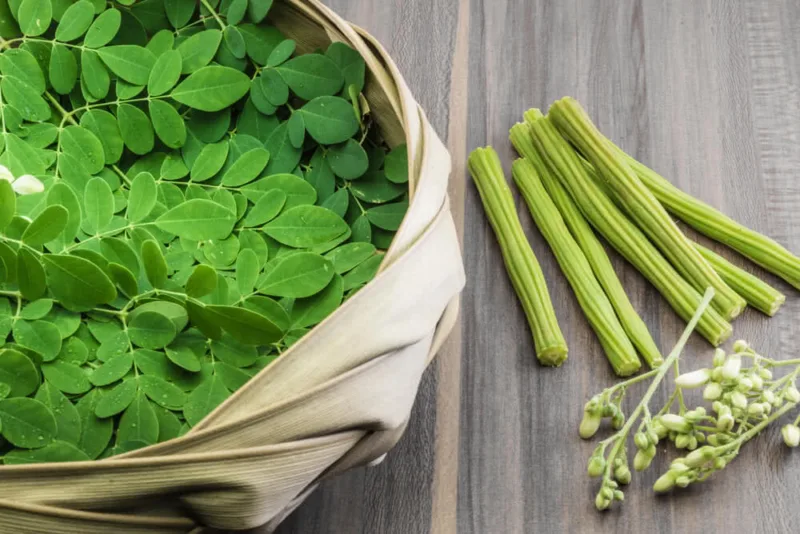 moringa 1q