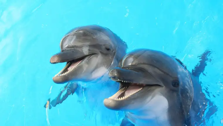 delfini