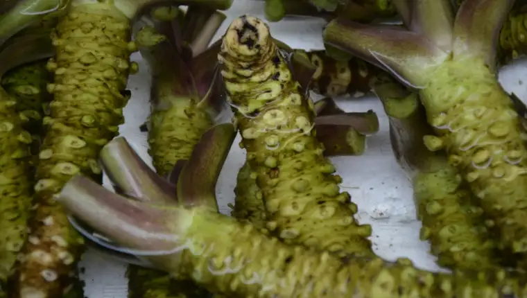 wasabi