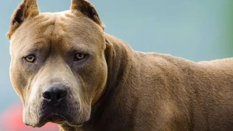 pitbul-pas-872x610