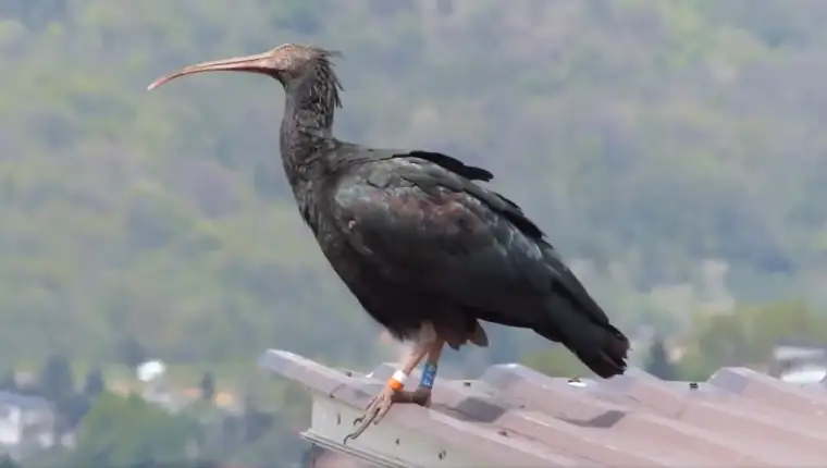 ibis