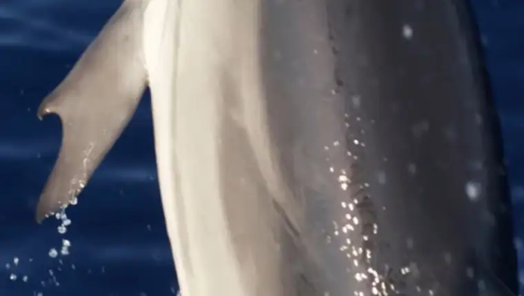 prugasti delfin