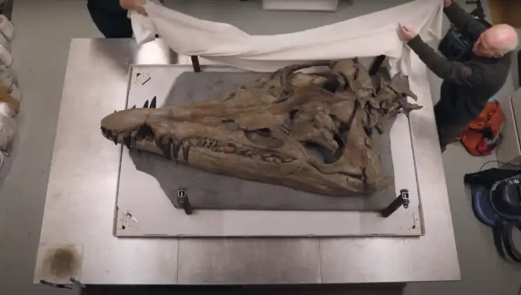 fosil dinosaurusa