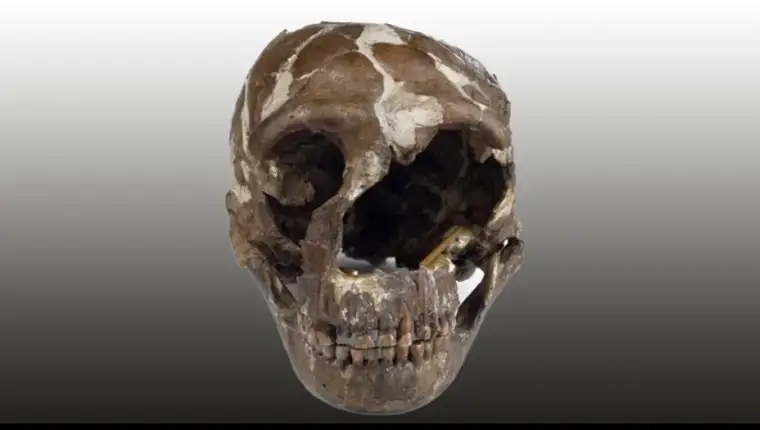 skeleton