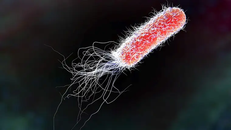 ESCHERICHIA COLI