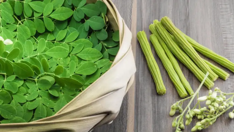moringa 1q