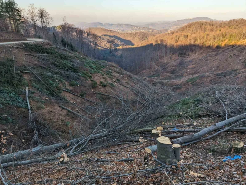 Isječana šuma 2