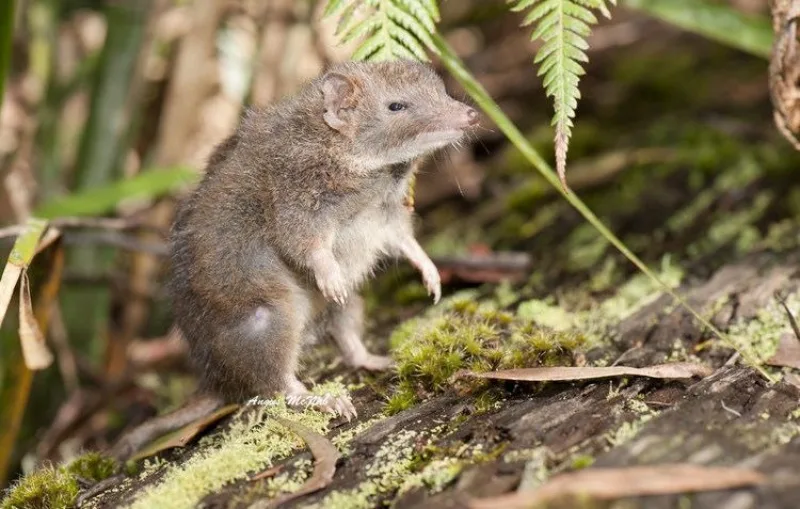 dusky-antechinus-416a9f0e-4344-4