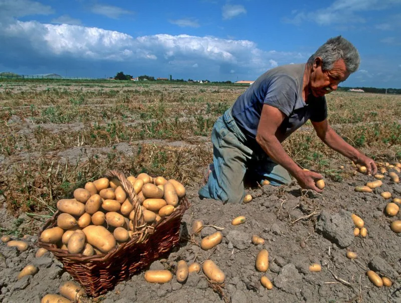 krompir france