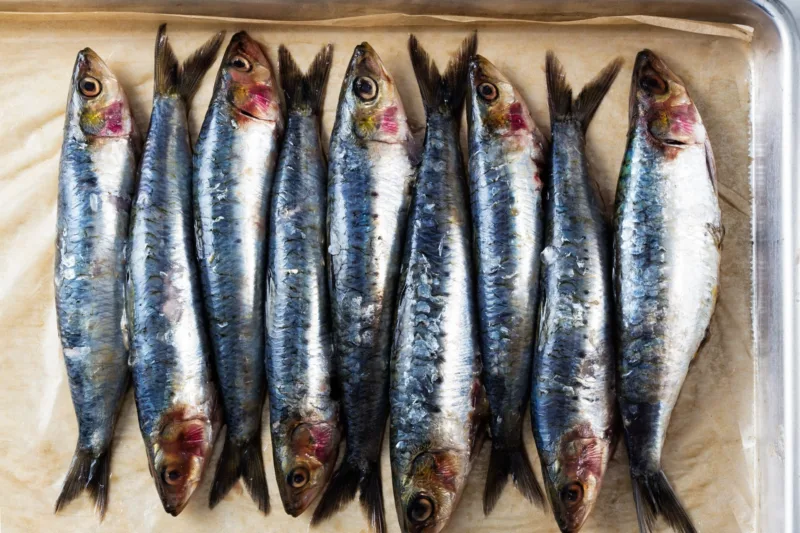 sardine