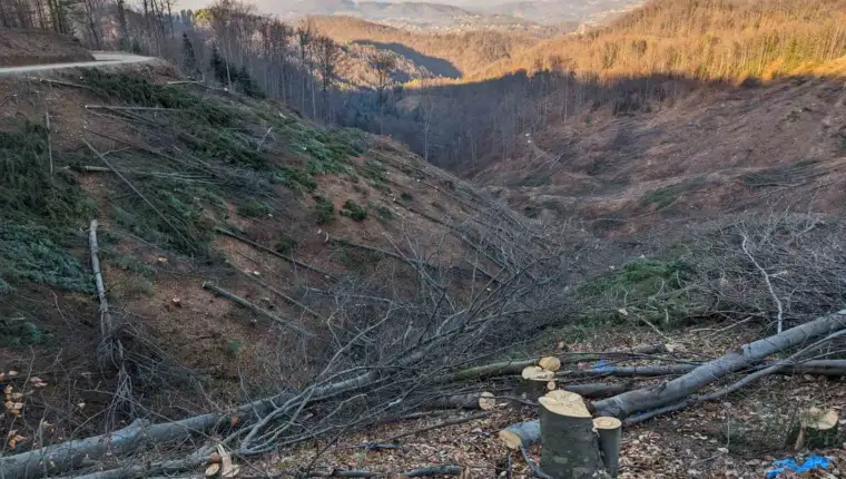 Isječana šuma 2