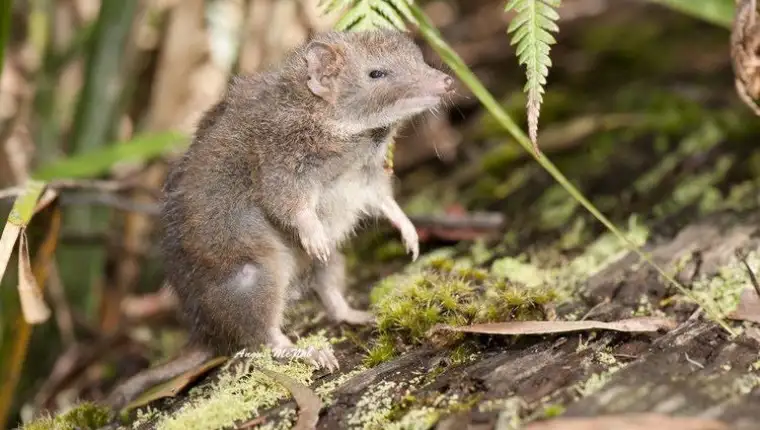 dusky-antechinus-416a9f0e-4344-4