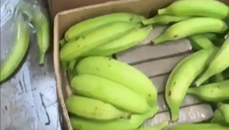 kokain banane