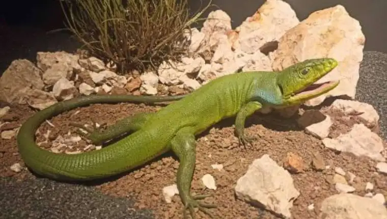 gmizavci u bih