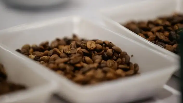 kafa-1
