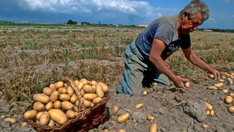 krompir france
