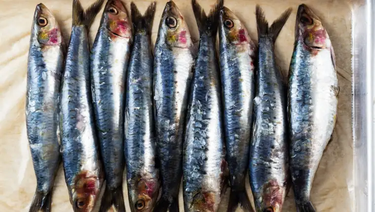 sardine