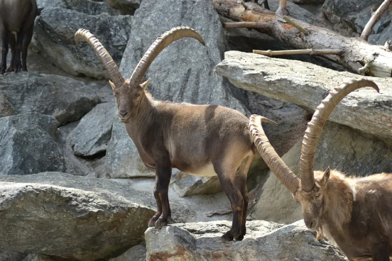 alpine_ibex