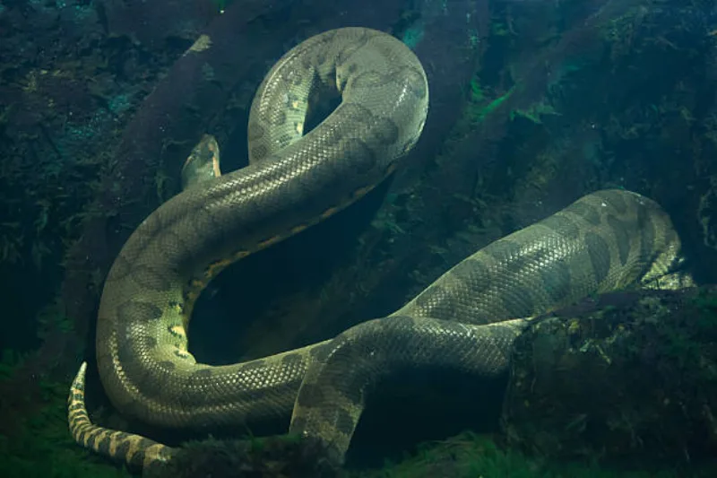 Green anaconda (Eunectes murinus). Wildlife animal.