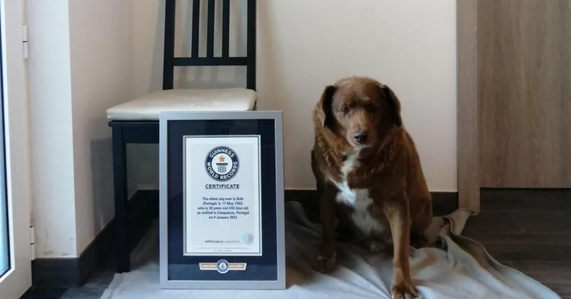 pas bobi rekorder po starini