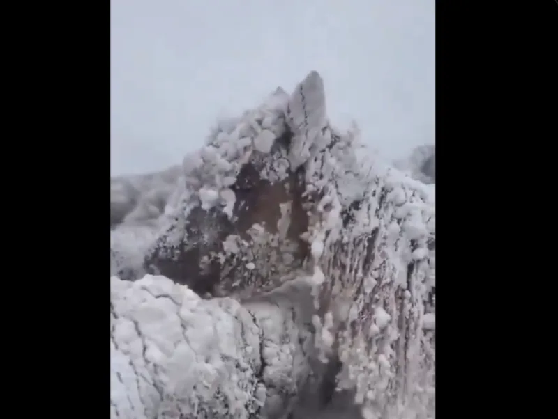 mongolija zivotinje