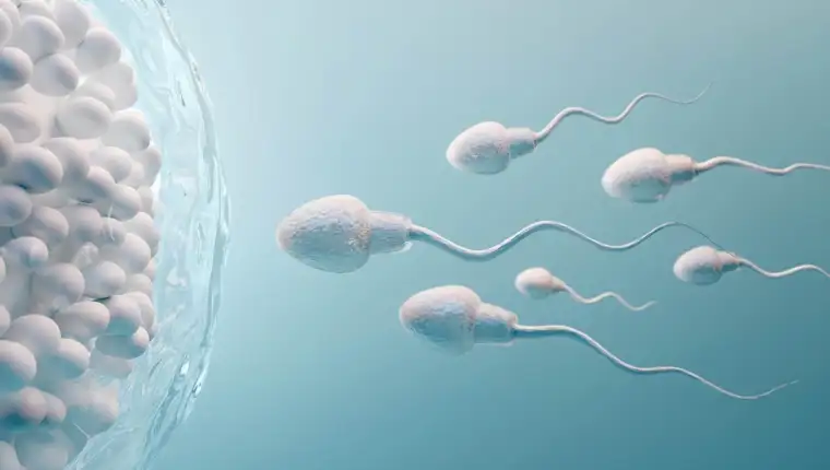 spermiji