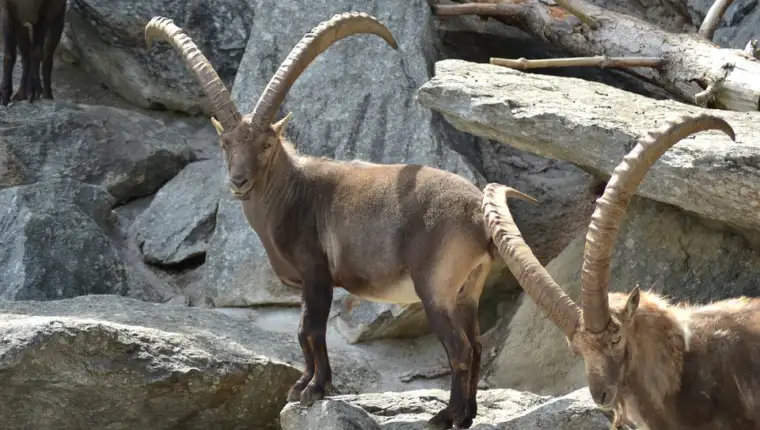 alpine_ibex