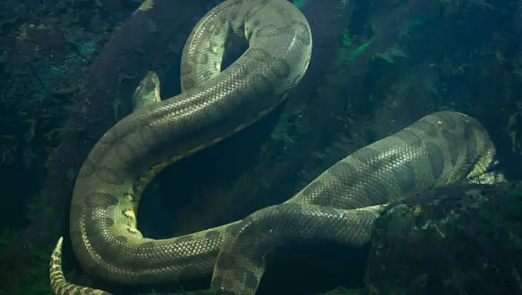 Green anaconda (Eunectes murinus). Wildlife animal.