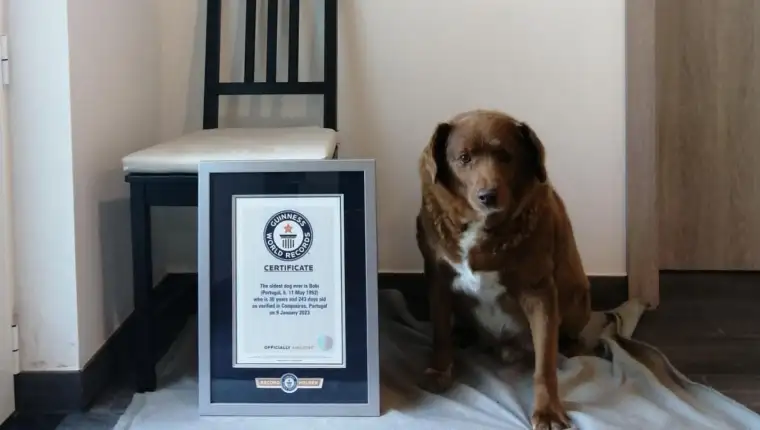 pas bobi rekorder po starini