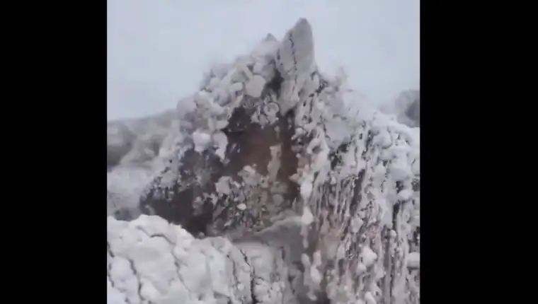 mongolija zivotinje
