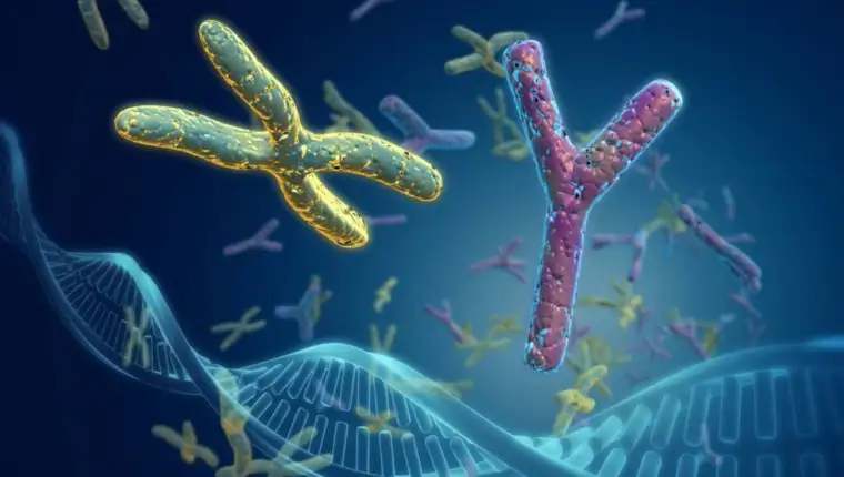 Sex chromosomes, illustration