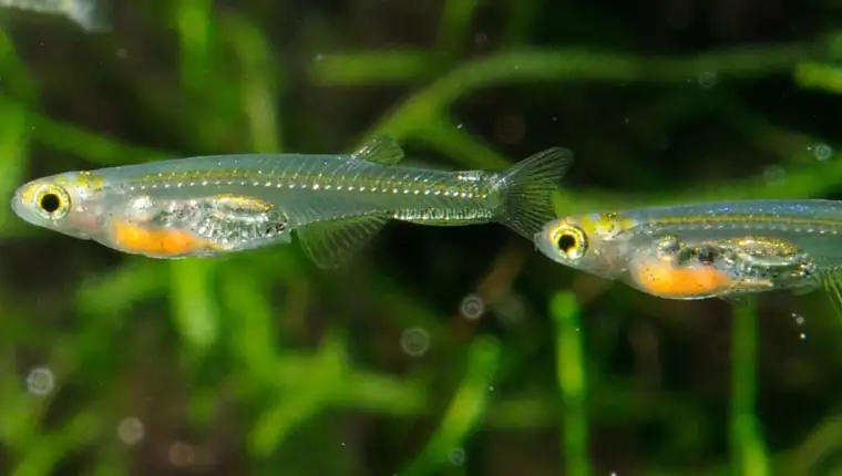 Danionella Cerebrum riba