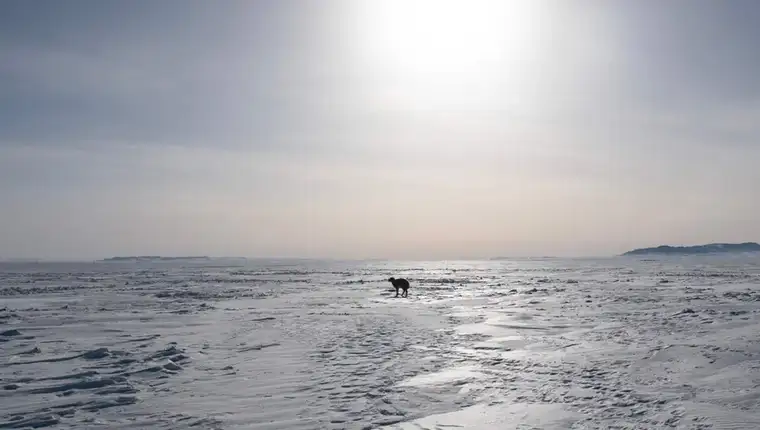 mongolija