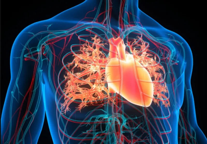aorta 1
