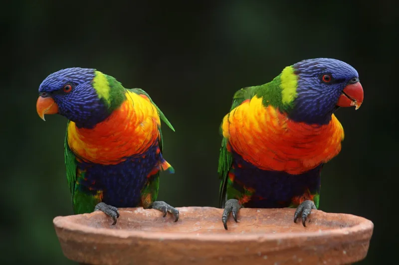 Rainbow lorikeet papagaj
