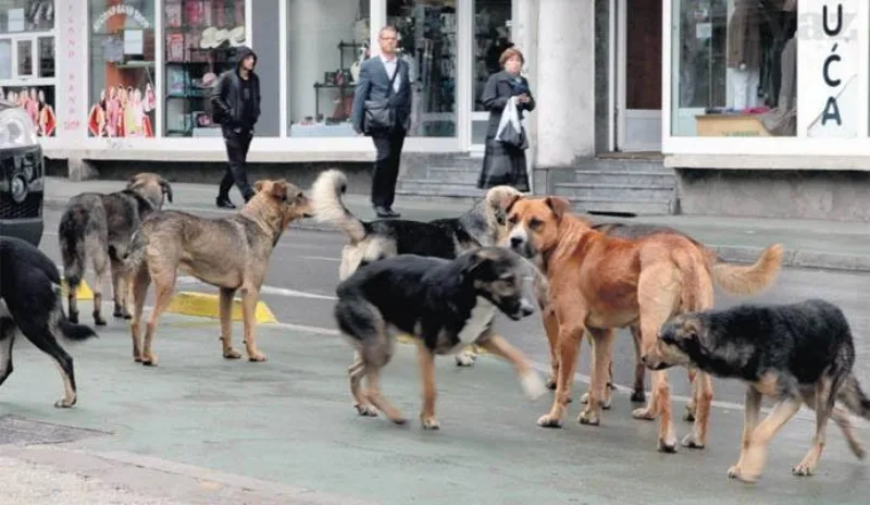psi lutalice sarajevo