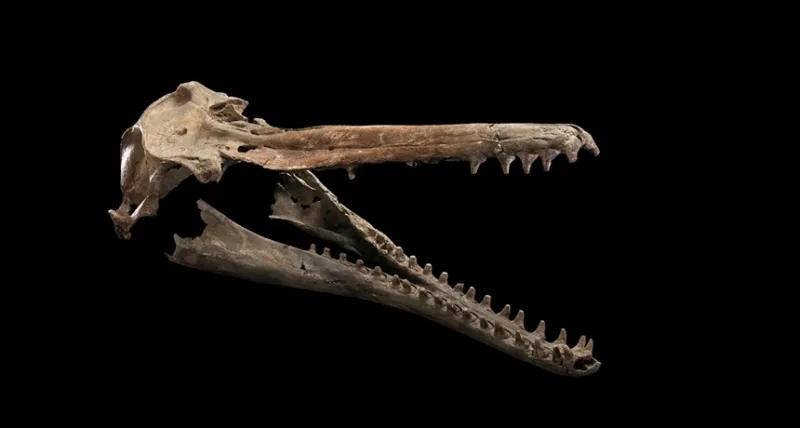 fosil riječni delfin