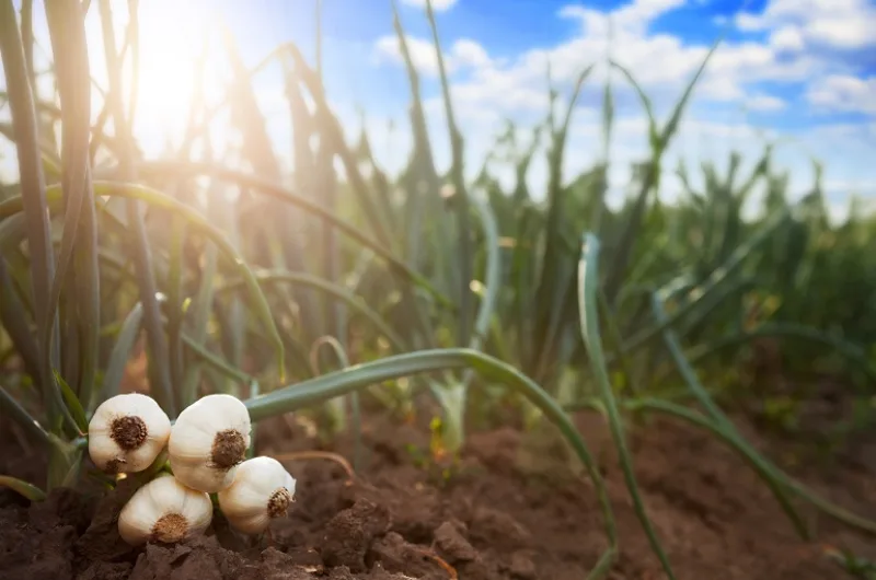 young garlic on the ground