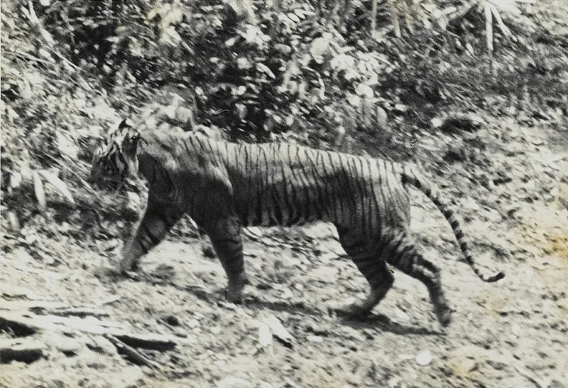 javanski tigar