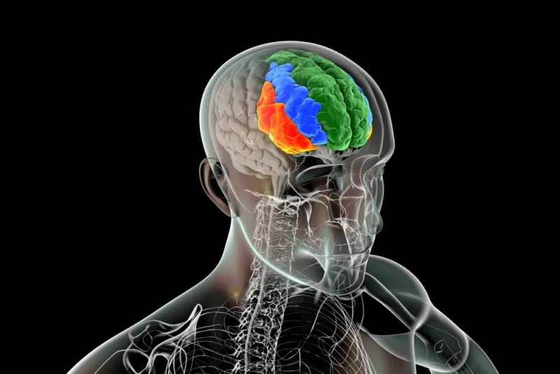 Human,Brain,In,The,Body,With,Highlighted,Frontal,Gyri,,Superior
