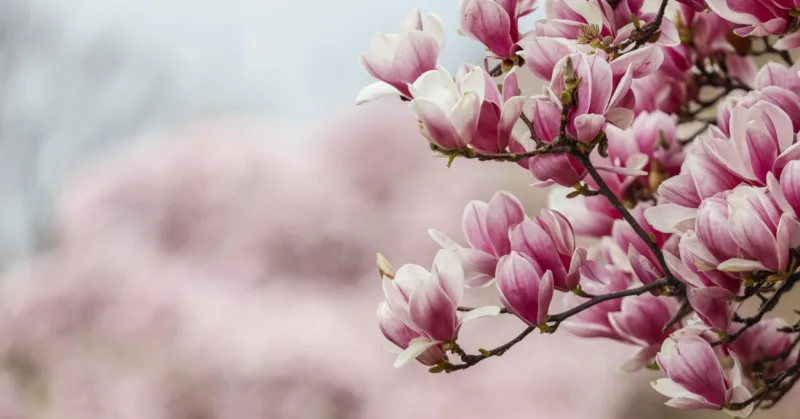 magnolija