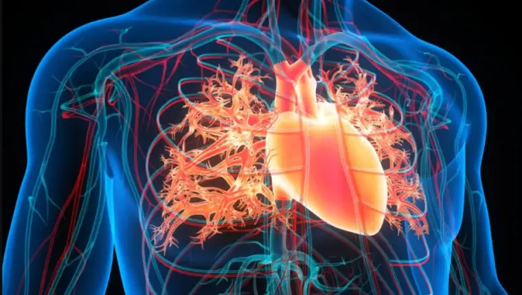 aorta 1