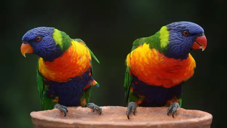 Rainbow lorikeet papagaj