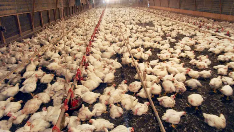 pilići farma uzgoj