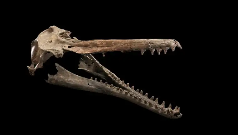 fosil riječni delfin