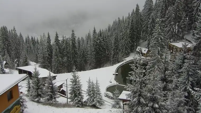 vlasic