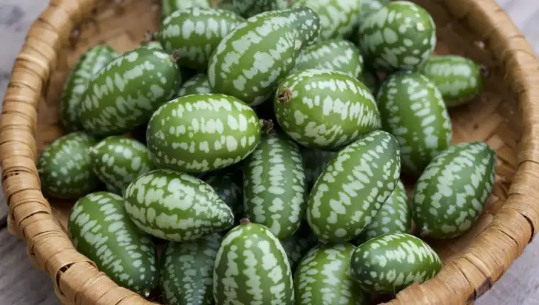 cucamelons meksička lubenica