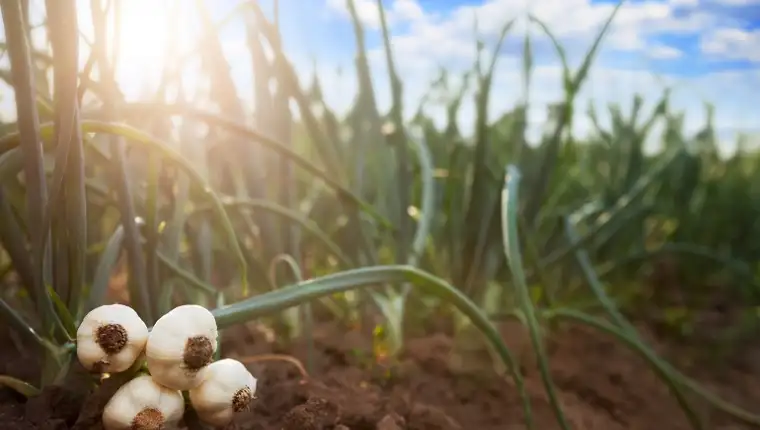 young garlic on the ground