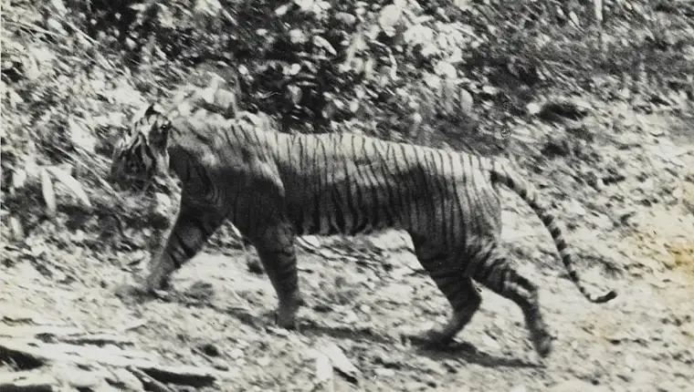 javanski tigar
